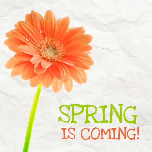 Gerber květ s textem jaro se blíží — Stock fotografie