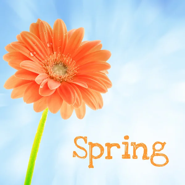 Gerber Blume mit Text Frühling — Stockfoto