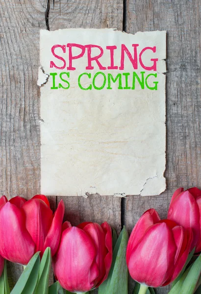Tulipani e primavera sta arrivando — Foto Stock