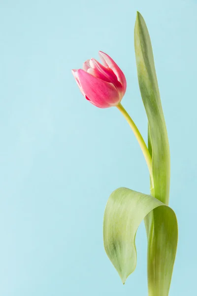 Violet tulip — Stockfoto