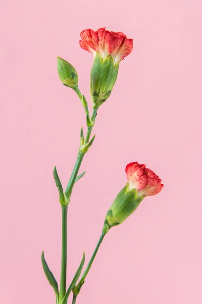 Carnation — Stock fotografie