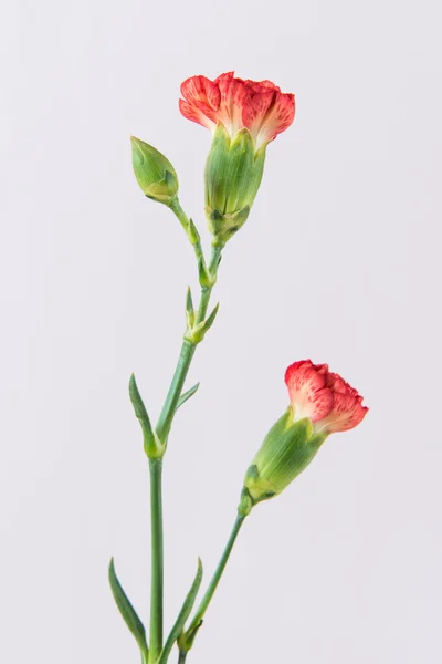 Carnation Stock Image