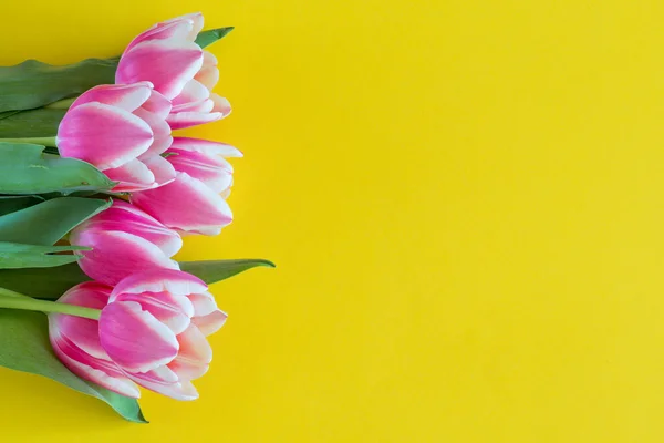 Banca de tulipas rosa e branca — Fotografia de Stock