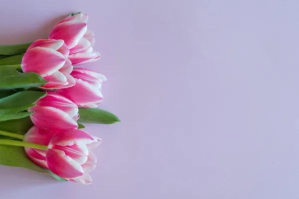 Banch rosa och vita tulpaner — Stockfoto