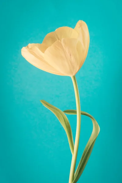 Un tulipán amarillo — Foto de Stock