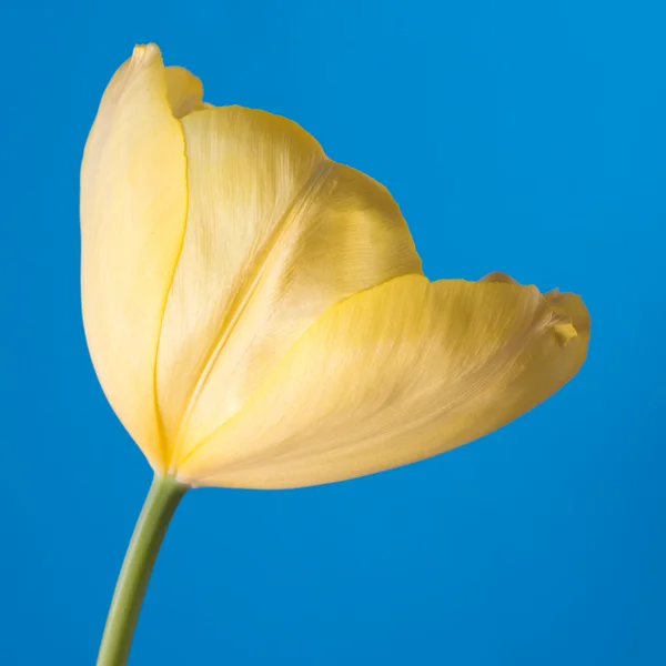 A sárga tulipán — Stock Fotó