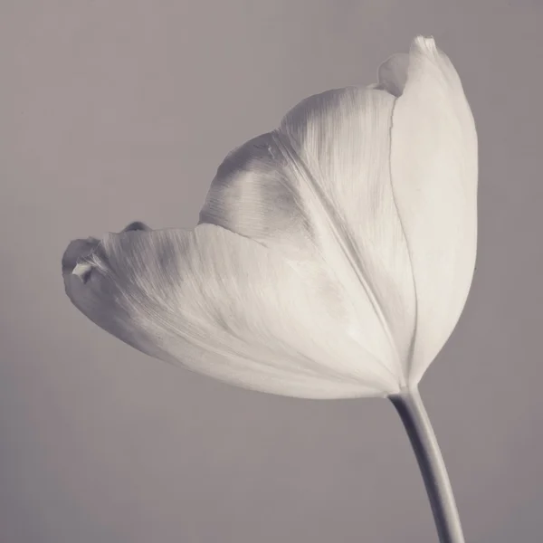 Tulip — Stock Photo, Image