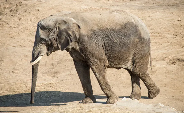 Elefante pronto para carregar — Fotografia de Stock