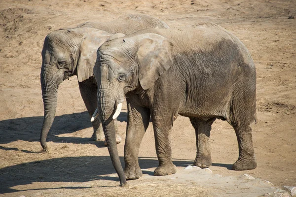 Afrikanischer Elefant — Stockfoto