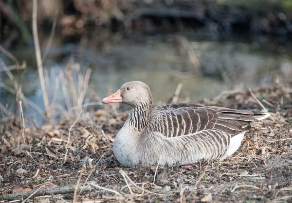 Wild Mallard Duck — Stock Image Wild Mallard Duck Stock Photo