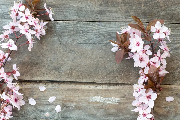 Fiore di primavera — Foto Stock