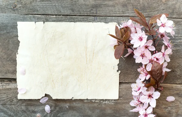 Spring blossom — Stock Photo, Image