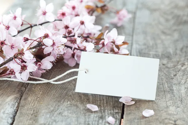 Flor de primavera — Foto de Stock