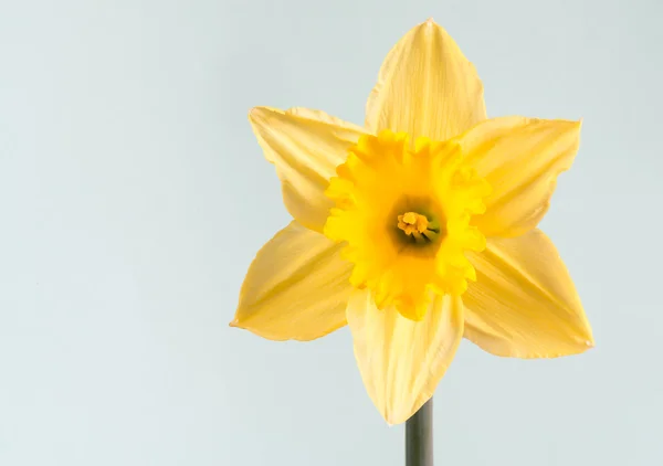 Flor de narciso o narciso — Foto de Stock