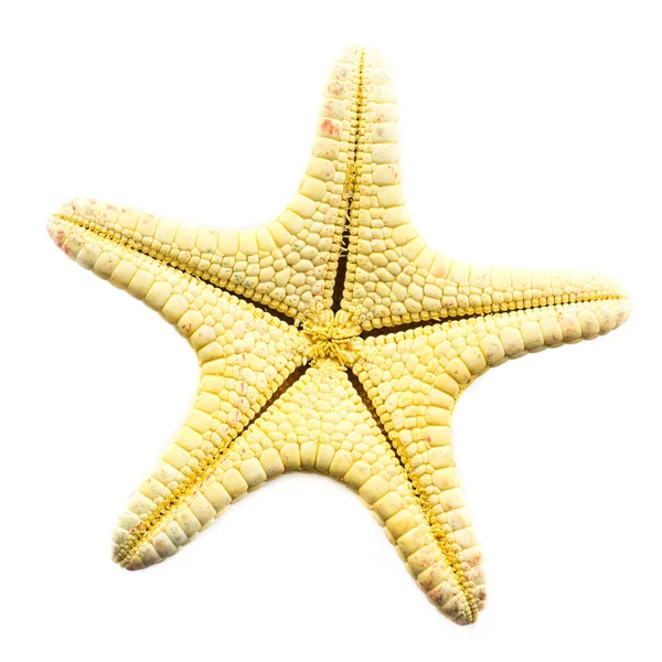 Peixe-estrela — Fotografia de Stock