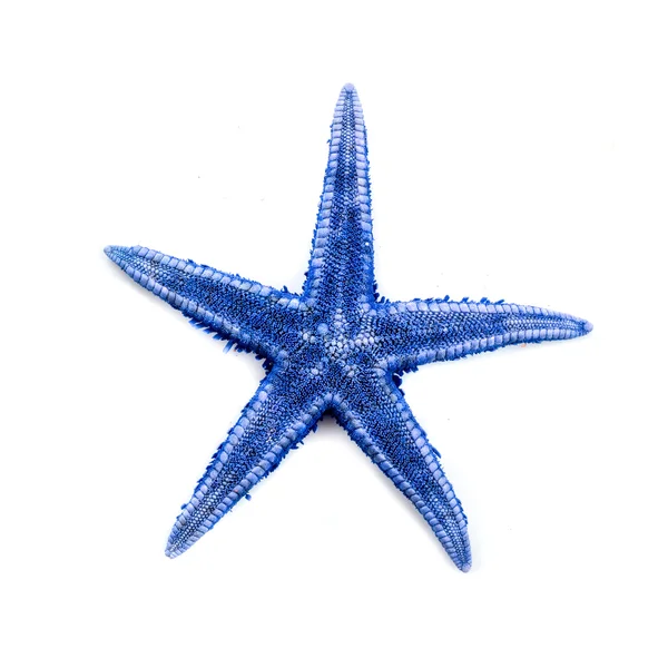 Stelle marine — Foto Stock