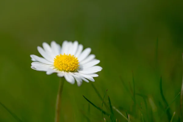 Flor margarida — Fotografia de Stock