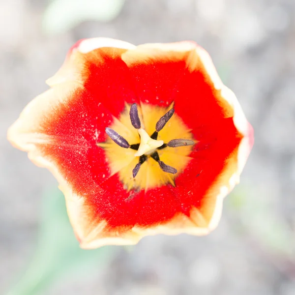 Primo piano di tulipano di pappagallo francese arruffato rosa — Foto Stock