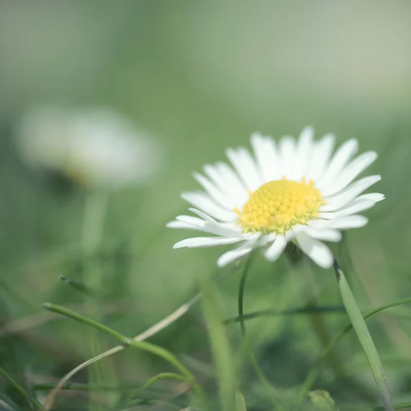 Daisy blomman — Stockfoto