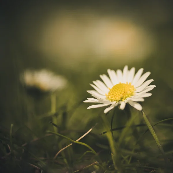 Fiore di margherita — Foto Stock