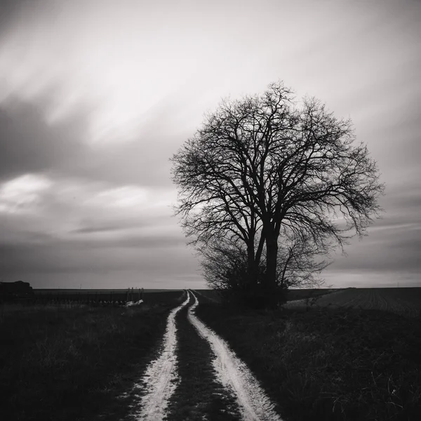 Lonely tree in a field — Stock Photo, Image