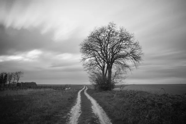 Lonely tree in a field — Stock Photo, Image