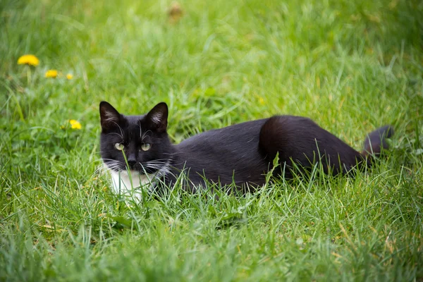 Siyah beyaz kedi — Stok fotoğraf