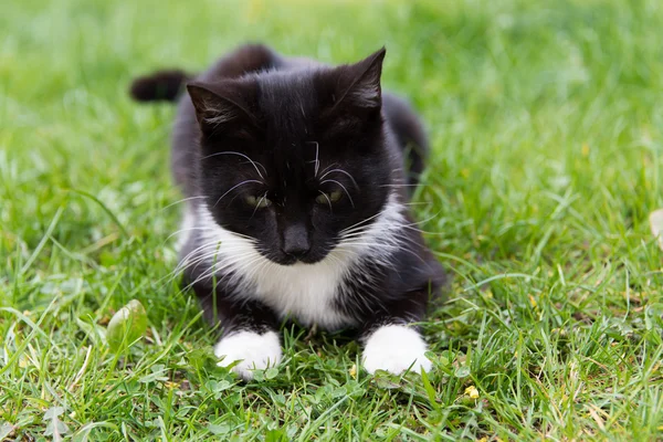 Gato blanco y negro — Foto de Stock