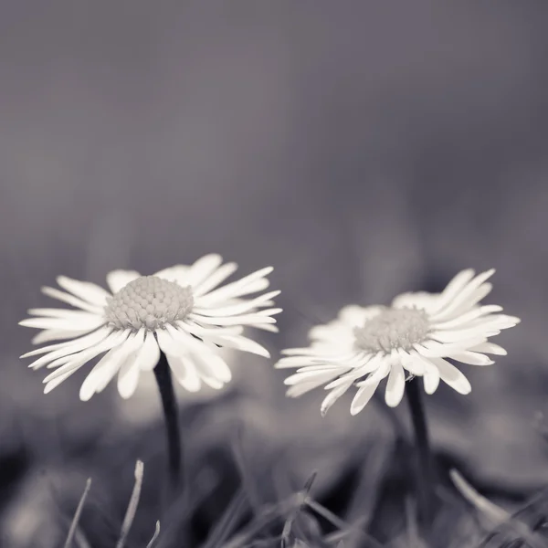 雏菊花 — 图库照片