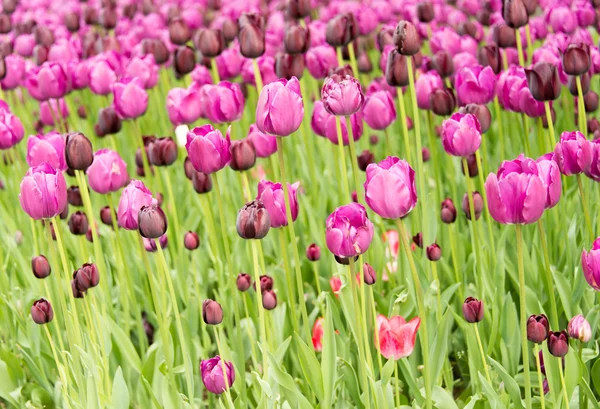 Grupo tulipanes morados —  Fotos de Stock