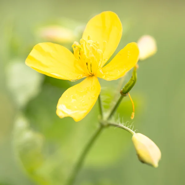 Yellow greater celandine — Stock Photo, Image
