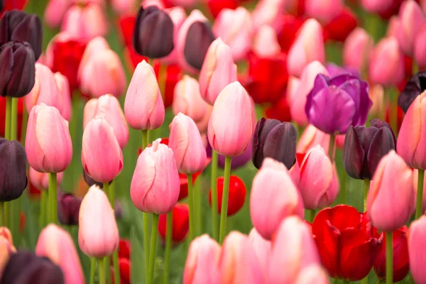 Tulipanes rosados —  Fotos de Stock