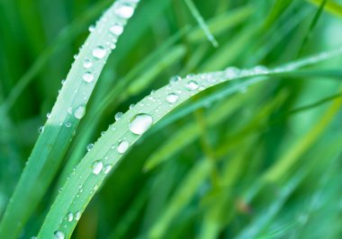 Su damlalı taze yeşil çimen