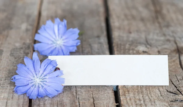 Blue chicory and a blank white cardboard — Stock Photo, Image