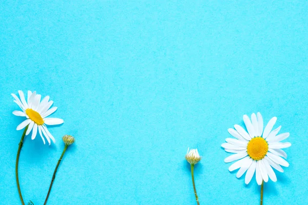 Gänseblümchen — Stockfoto