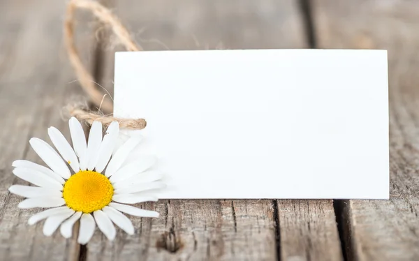 Frame with daisies — Stock Photo, Image