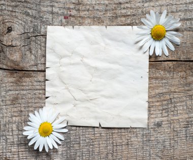 Papatya ile çerçeve