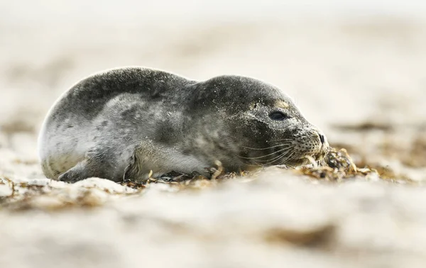波罗的海海滩上的海豹 — 图库照片