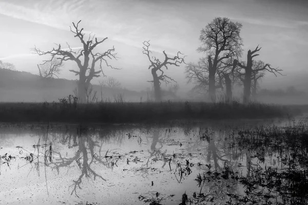 Paisaje Parque Árboles Viejos Fotografía Blanco Negro —  Fotos de Stock