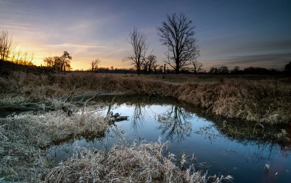 Paysage Dans Parc Arbres Anciens — Photo