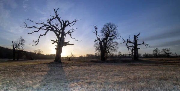 Parkın Manzarası Eski Ağaçlar — Stok fotoğraf