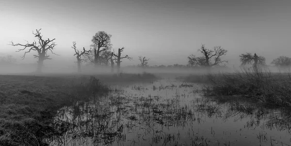 Landscape Park Old Trees — Stock Photo, Image