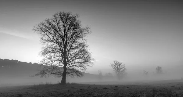 Árbol Sobre Fondo Una Suave Niebla Fotografía Blanco Negro —  Fotos de Stock