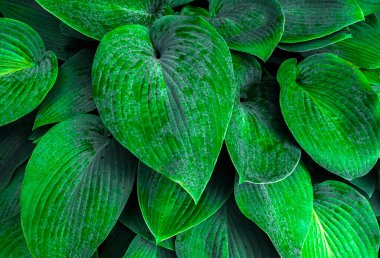 Arkaplan veya doku olarak yeşil yapraklar