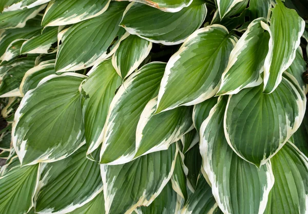 Arkaplan veya doku olarak yeşil yapraklar