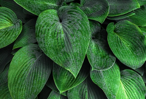 Green Leaves Background Texture — Stockfoto