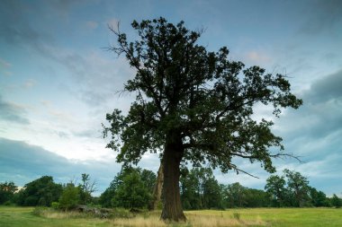 Parkın manzarası. Eski ağaçlar.