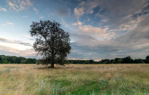 Landskap Parken Gamla Träd — Stockfoto