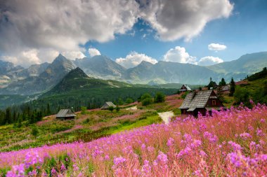 Hala Gasienicowa in the Tatra Mountains, Mountain landscape in bloom (Epilobium angustifolium).