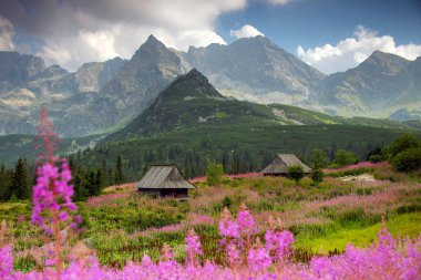 Hala Gasienicowa in the Tatra Mountains, Mountain landscape in bloom (Epilobium angustifolium).